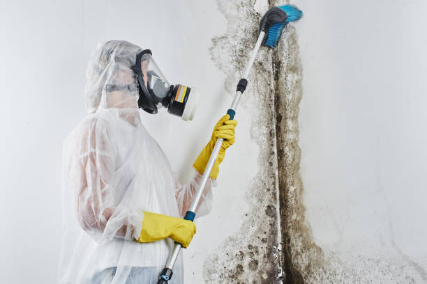 Best Toxic Mold Removal  in Holiday Island, AR
