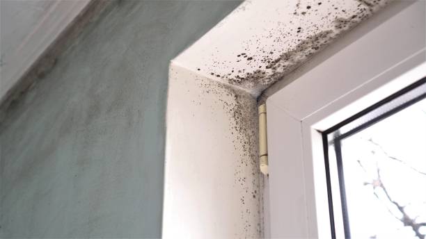 Professional Mold Removal in Holiday Island, AR