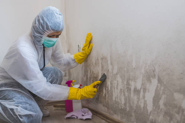 Best Crawl Space Mold Removal  in Holiday Island, AR