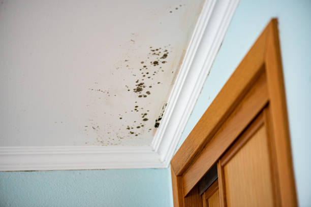 Best Mold Cleaning Services  in Holiday Island, AR