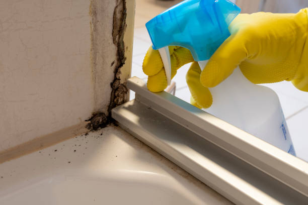 Best Mold Removal and Inspection  in Holiday Island, AR