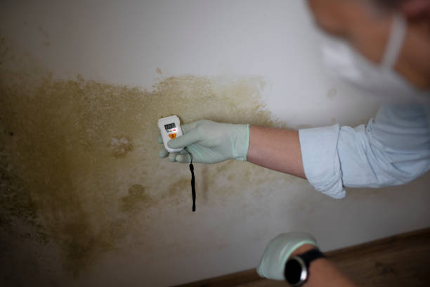 Mold Removal and Inspection in Holiday Island, AR