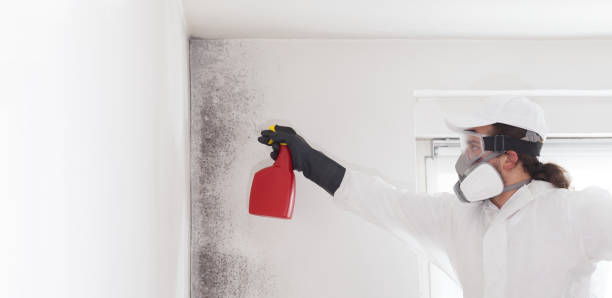 Trusted Holiday Island, AR Mold Removal Experts