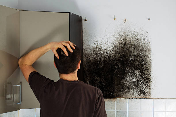 Best Office Mold Removal Services  in Holiday Island, AR