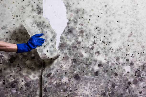 Crawl Space Mold Removal in Holiday Island, AR